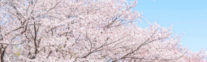 行徳地域の四季折々の花（花の見どころ）の画像