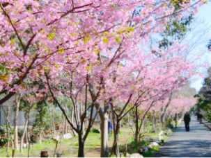 あいねすと（行徳野鳥観察舎）前（丸浜川沿いの遊歩道）の画像