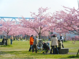 江戸川堤防上の画像