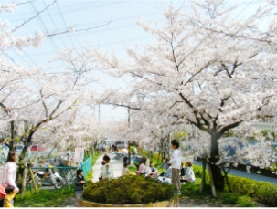 中江川沿い及び緑道の画像