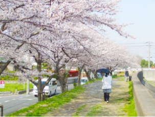 猫実川沿いの遊歩道の画像