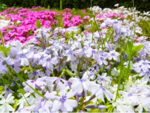 福栄スポーツ広場の画像2