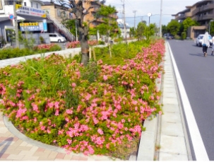 新井緑道の画像