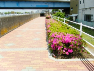 旧江戸川遊歩道（今井橋付近）の画像