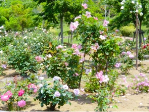 江戸川第二終末処理場内いこいの広場の画像