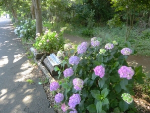 丸浜川沿いの画像