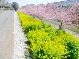 菜の花（丸浜川沿いなど）の画像