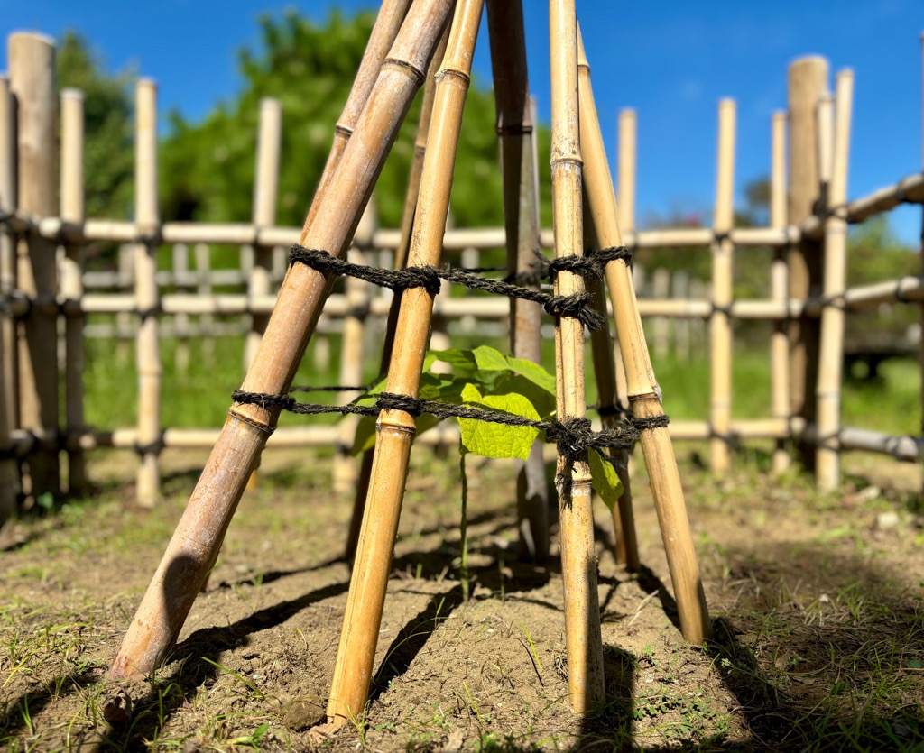 写真：柵越しに撮影されたアオギリ
