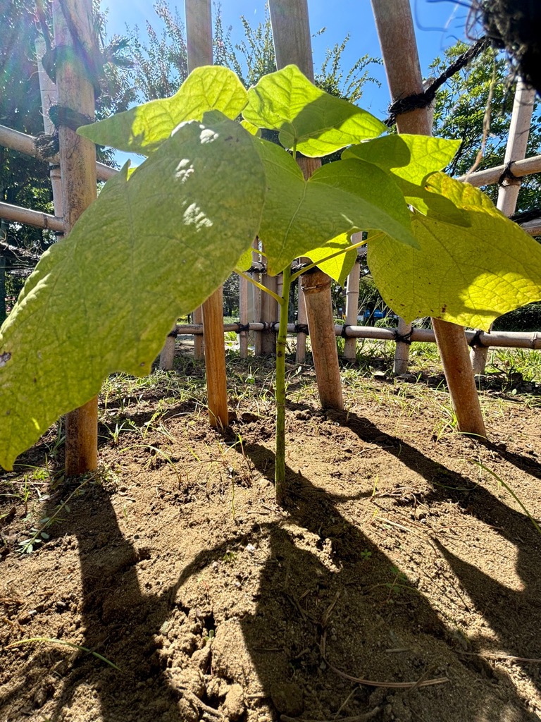 写真：柵の内側から撮影されたアオギリ