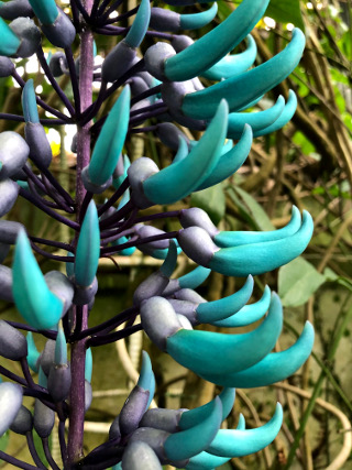 ヒスイカズラの画像1