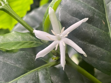 カツアイの画像