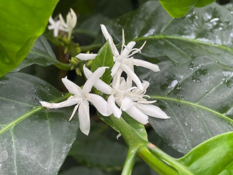 イエローブルボンの画像