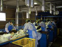 手選別ライン写真1