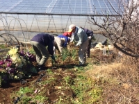 野菜畑での除草作業の画像