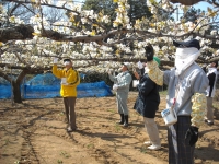 梨交配作業の画像