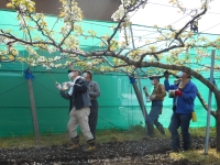 梨の交配作業の画像