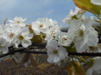 交配した梨の花の画像