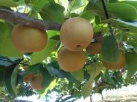 交配した梨（7月21日時点）の画像