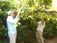 梨の摘果作業1の画像