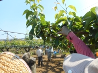 梨の摘果作業2の画像