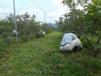 ブルーベリー畑除草作業の画像
