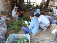 枝豆の葉取り作業の画像