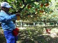 梨の袋かけ作業の画像