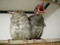 ヒヨドリのヒナの画像