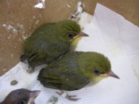 メジロのヒナの画像