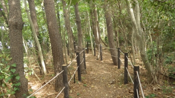 自然を体感できる緑道の画像