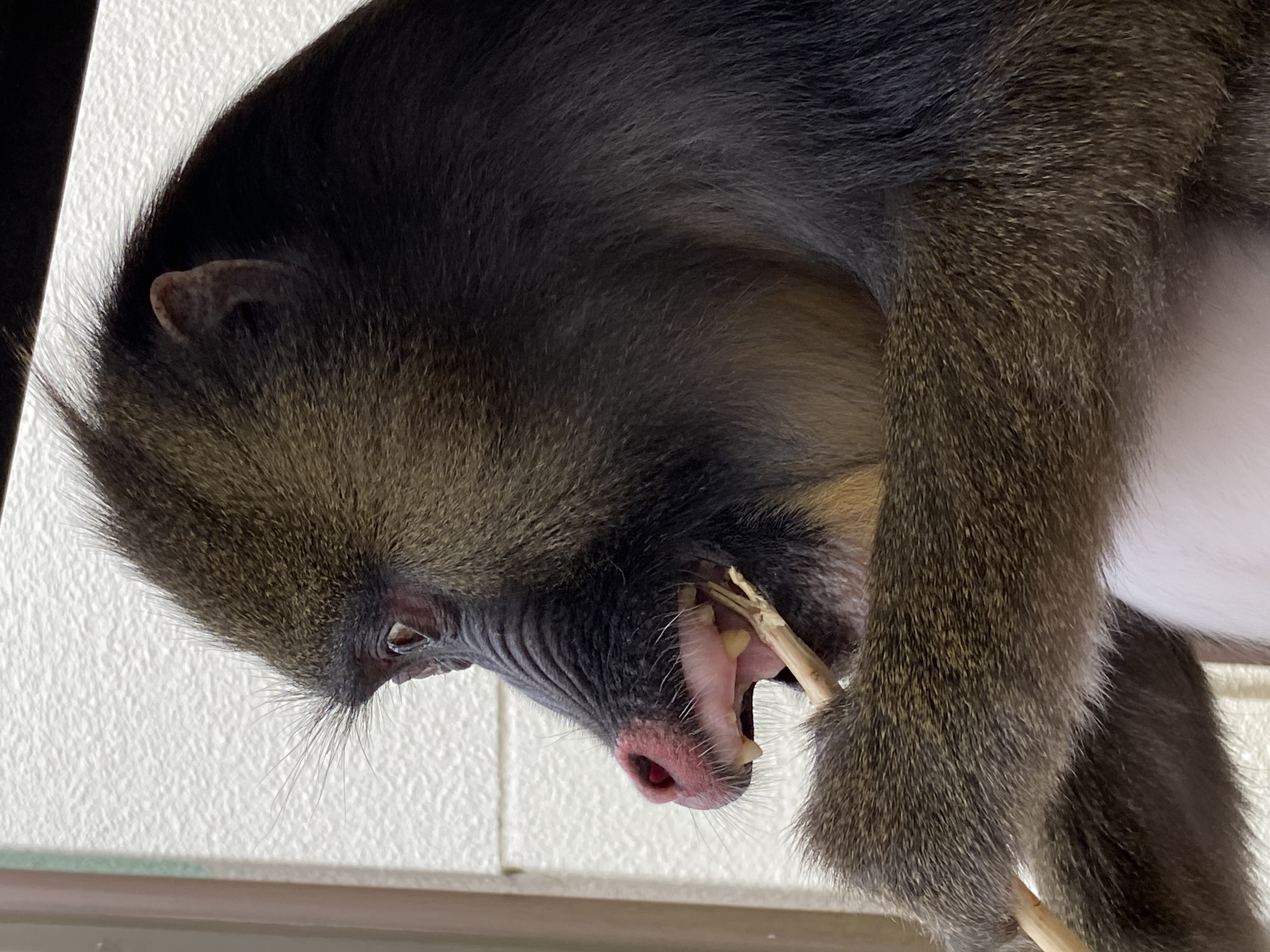 画像：固い枝をかじるマンドリルの画像
