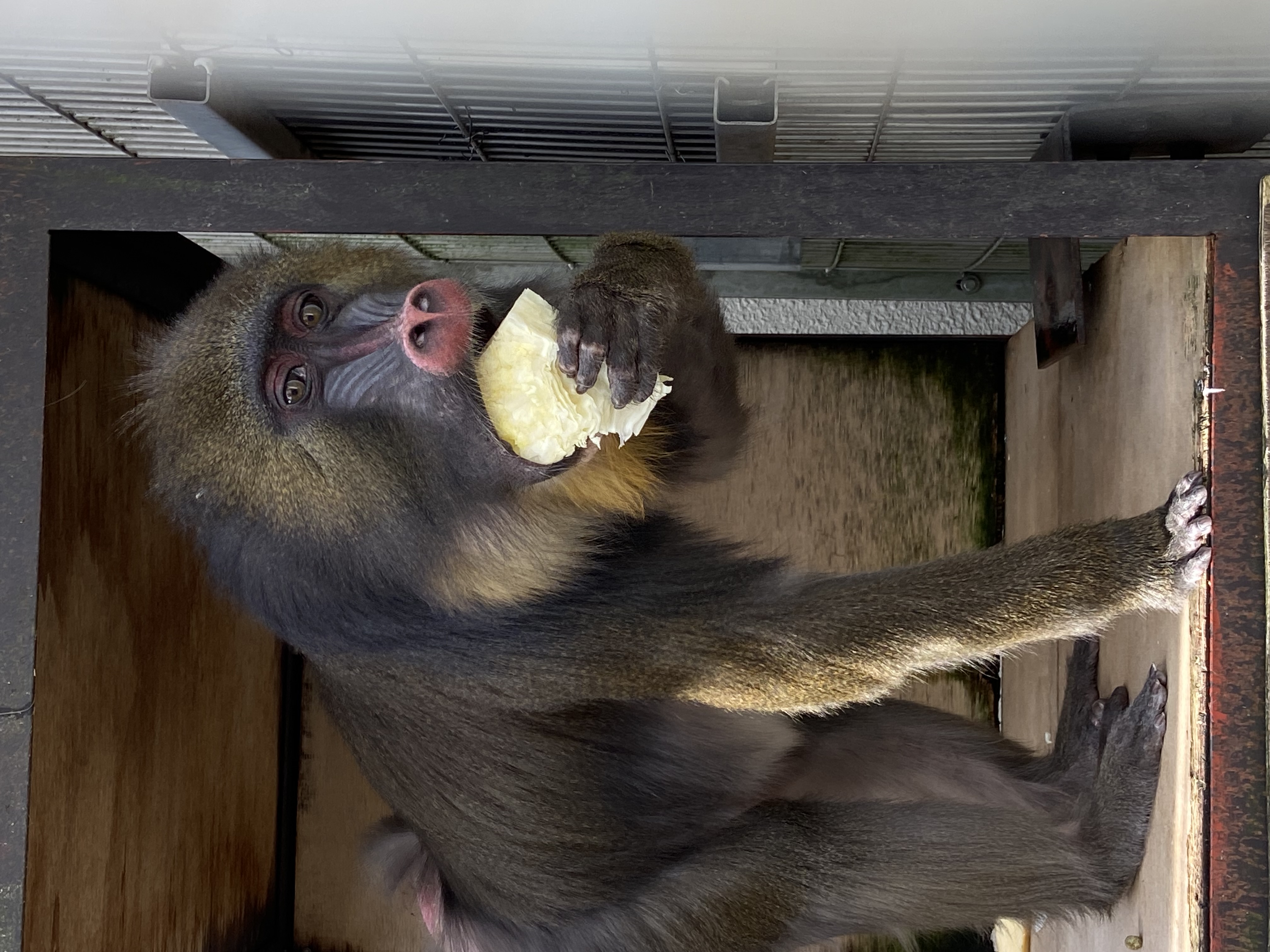 画像：大きめのキャベツを頬袋に入れようとするマンドリルの画像