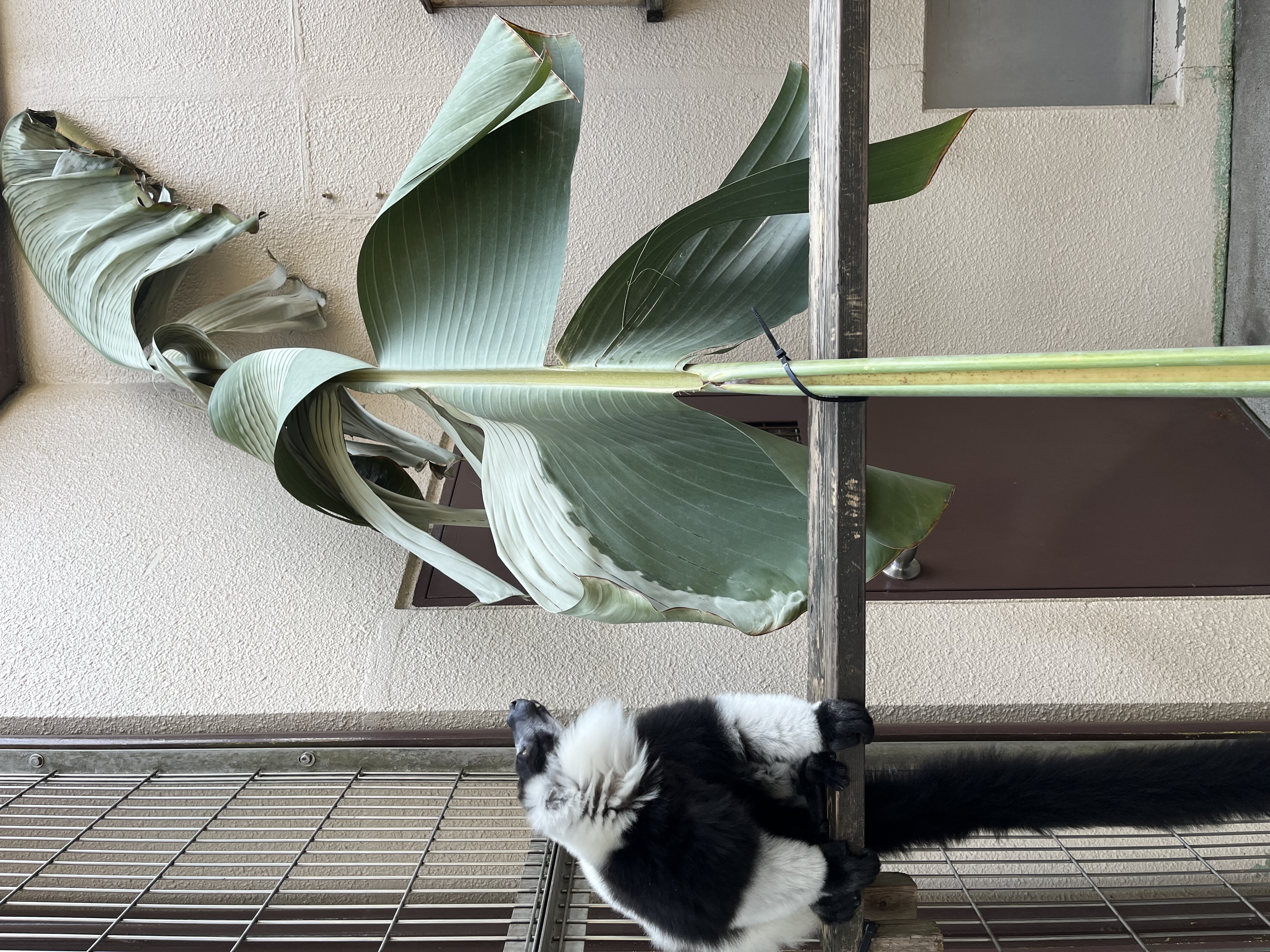 画像：エリマキキツネザルの画像1