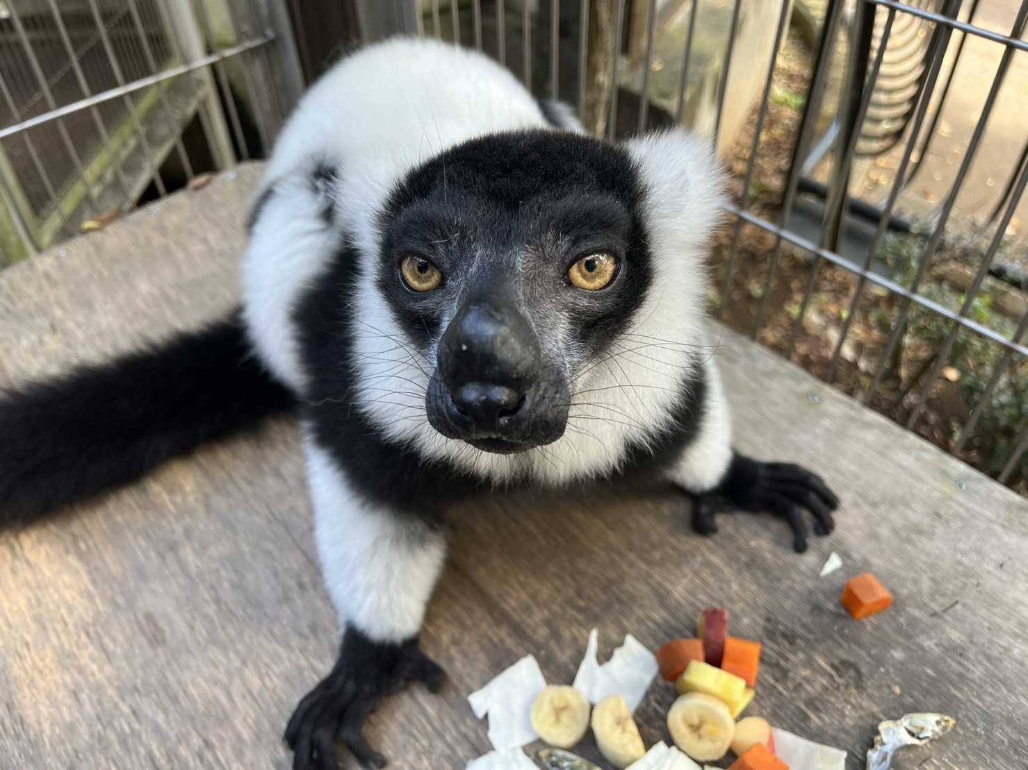 画像：エリマキキツネザルの画像2