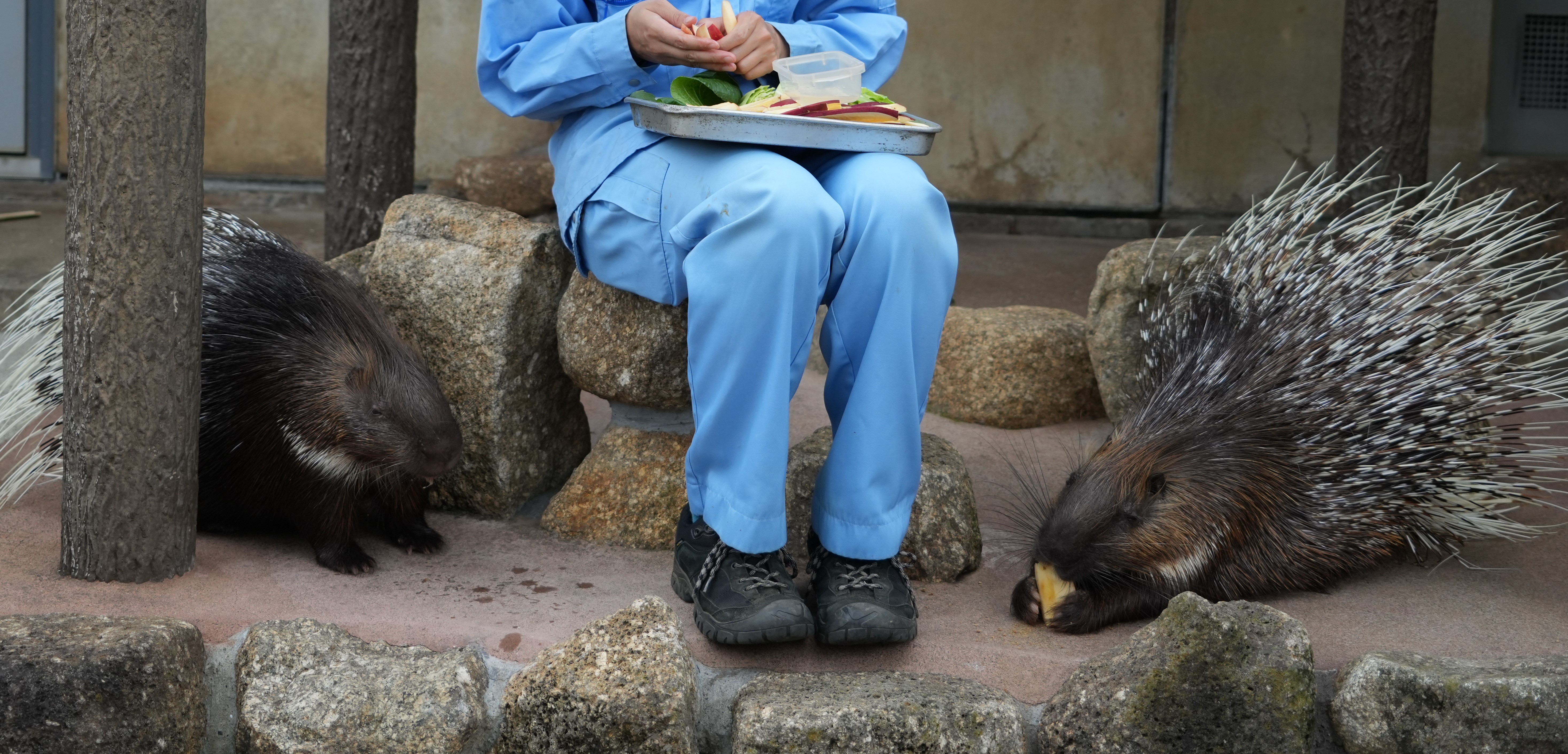 画像：ヤマアラシの写真