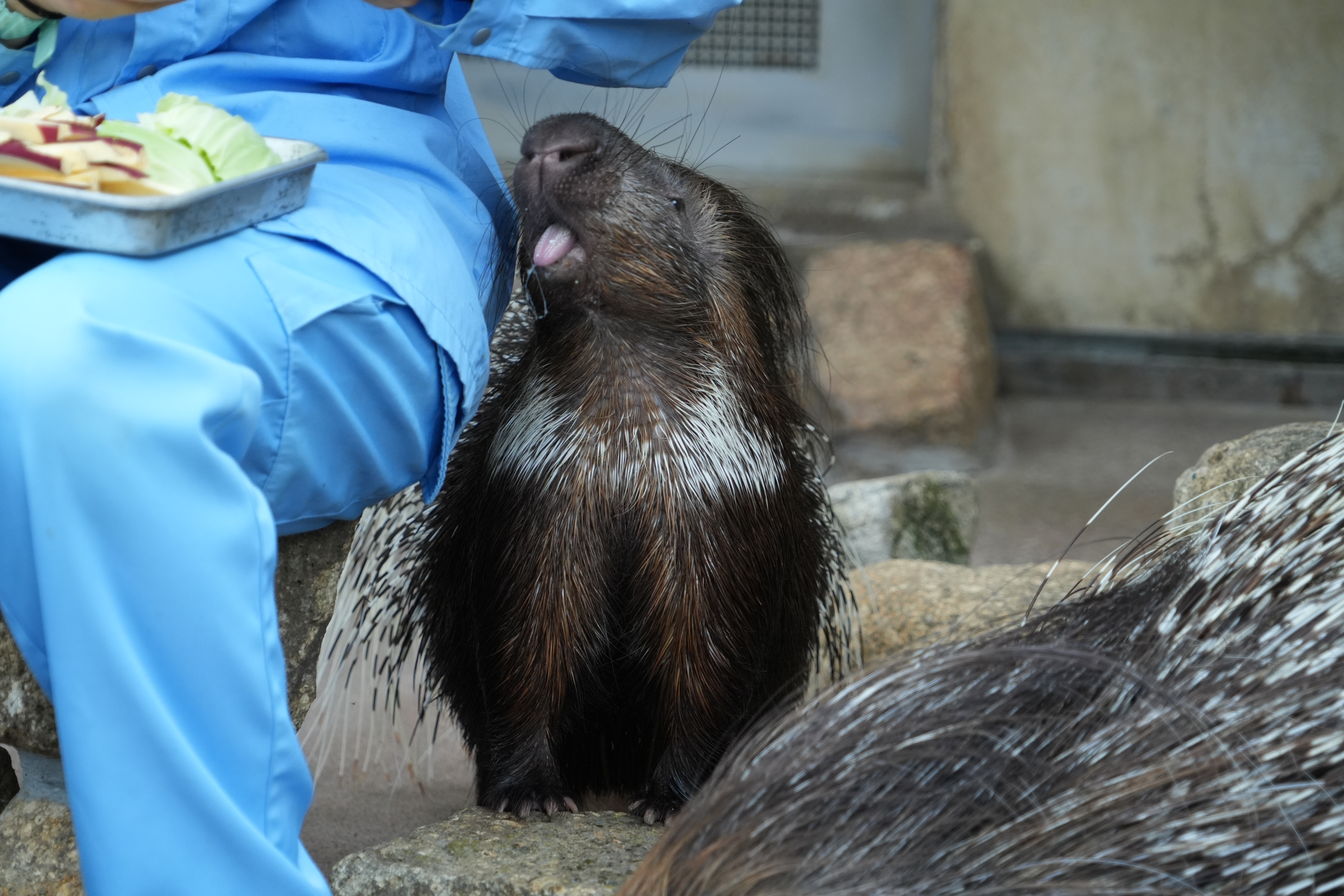 画像：ヤマアラシの写真（2）