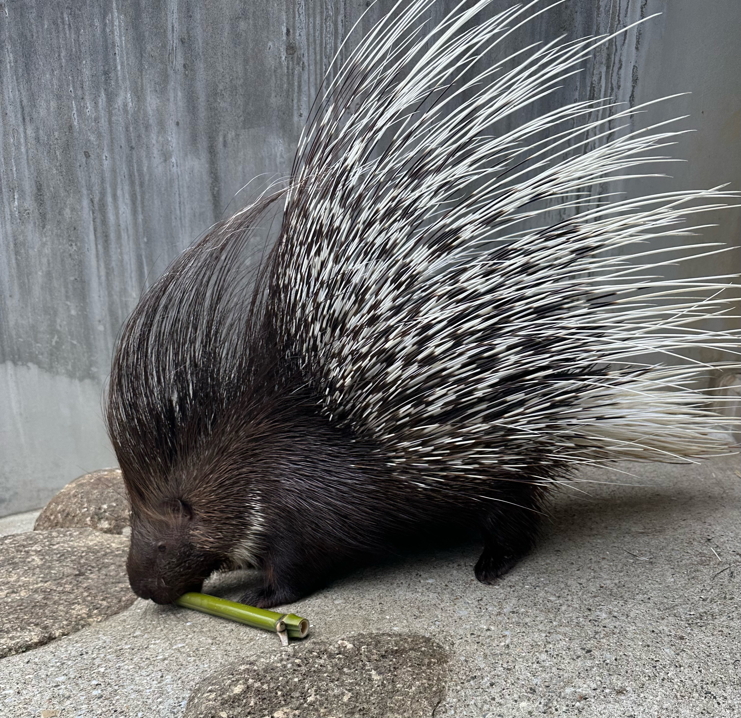 画像：竹を齧るヤマアラシ