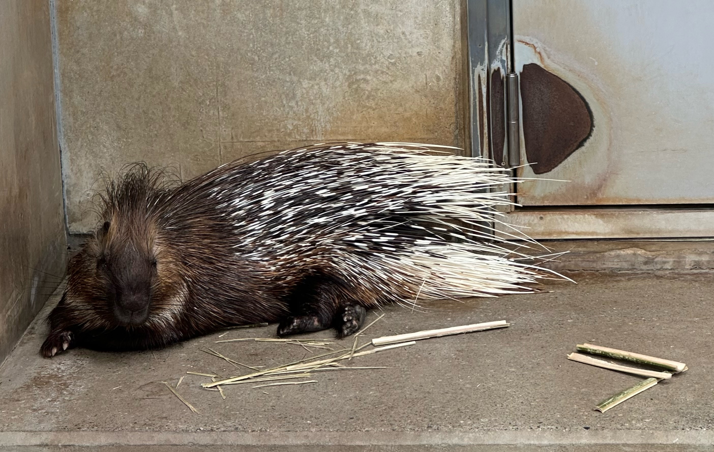 画像：竹に手をかけるヤマアラシ