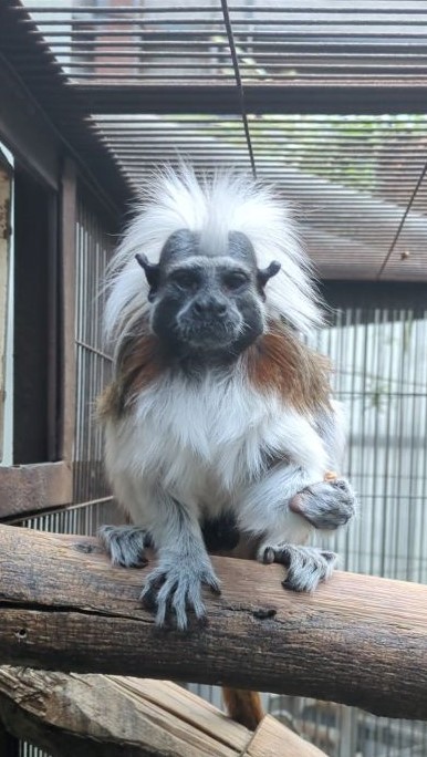 画像：コオロギを握ってカメラ目線のワタボウシタマリン(ダン)の画像