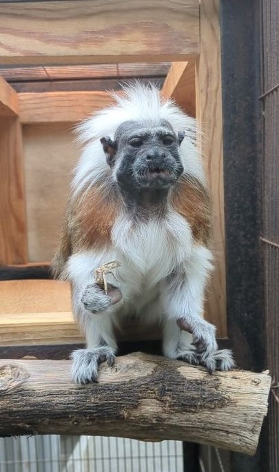 画像：コオロギを握ってカメラ目線をくれないワタボウシタマリンの写真