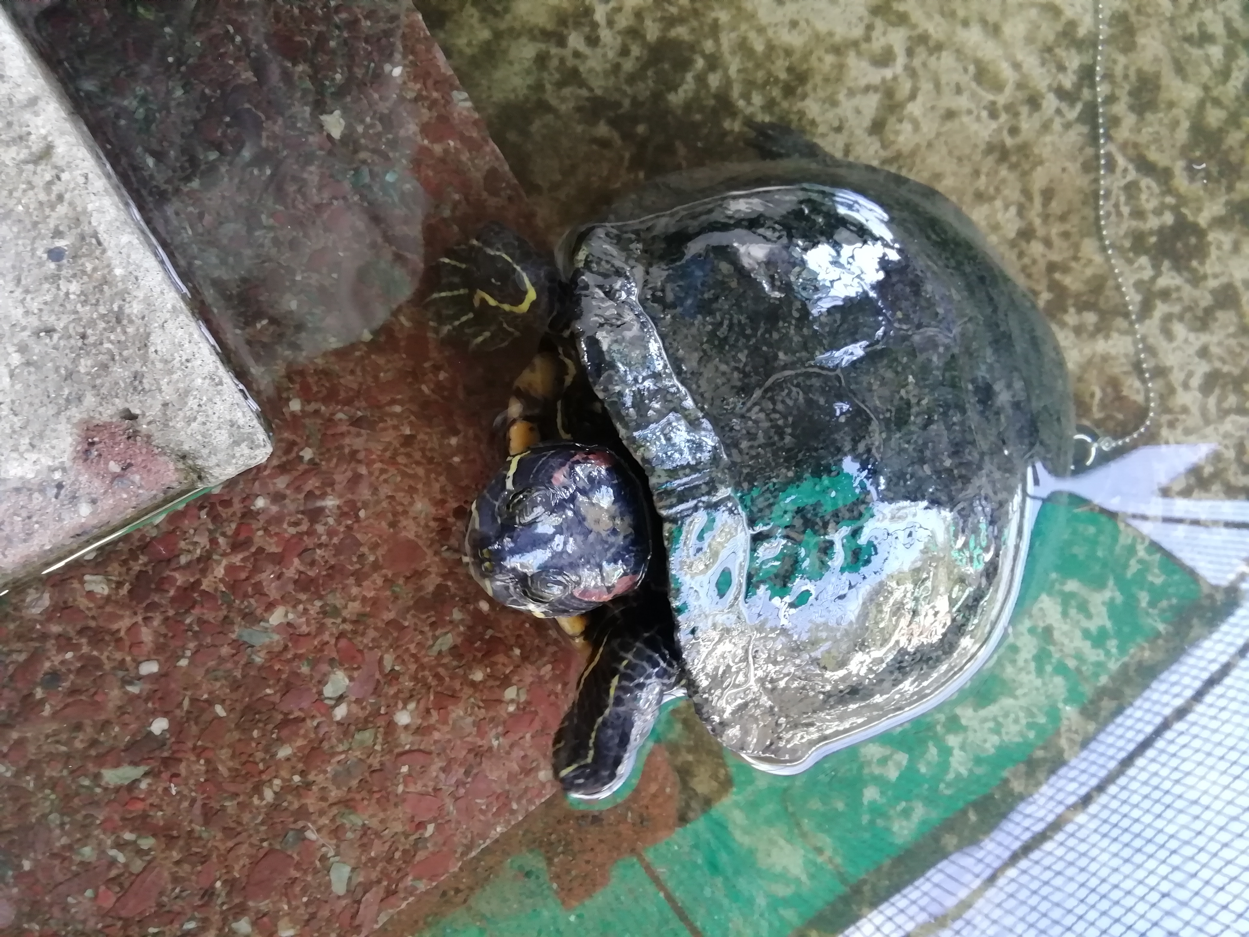 画像：つるつるな甲羅のアカミミガメの画像