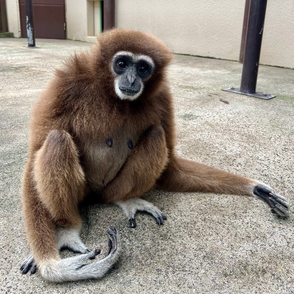画像：シロテテナガザルのアイの画像