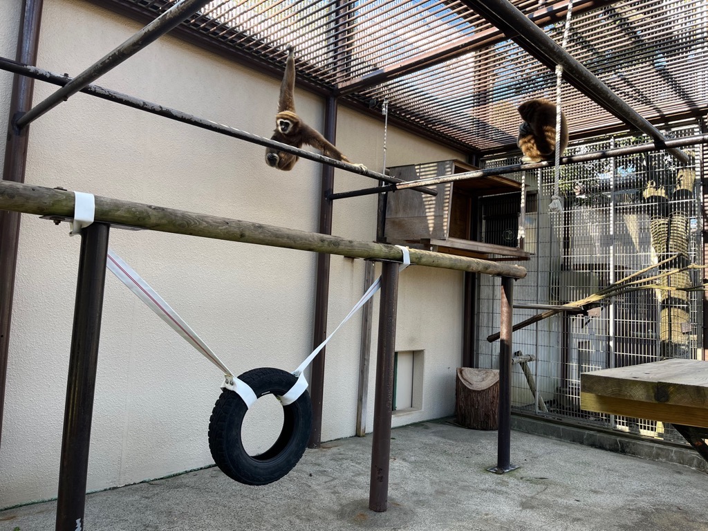 画像：タイヤの遊具を遠目で見ている2頭のシロテテナガザルの画像