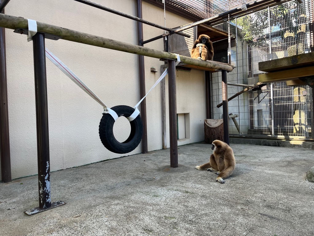 画像：タイヤの遊具に少し近づいて見ている2頭のシロテテナガザルの画像