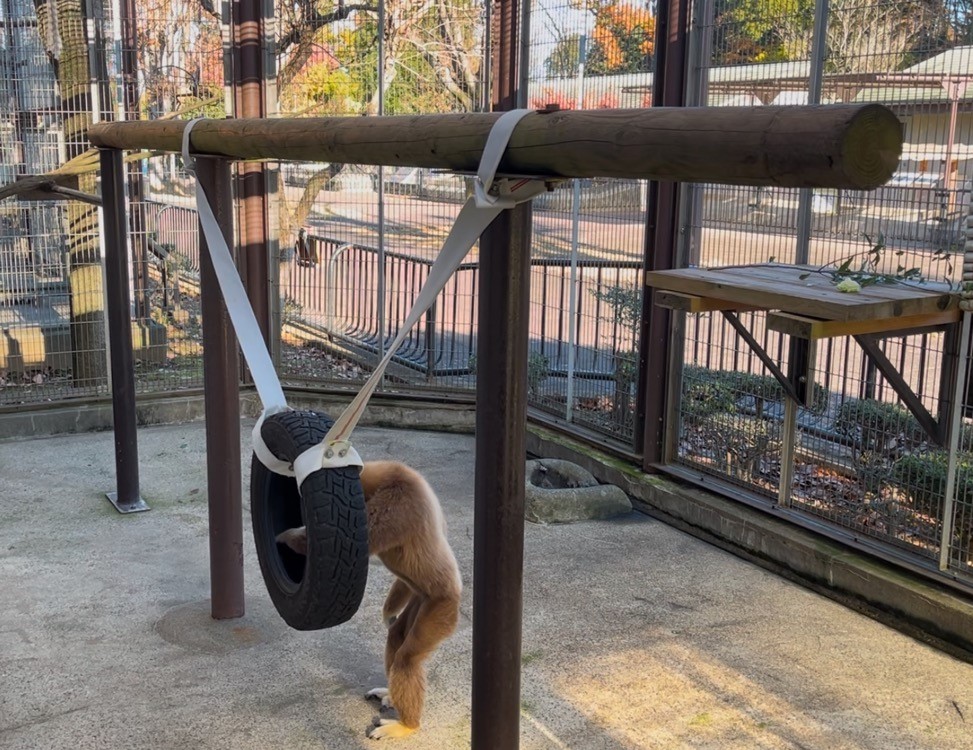 画像：タイヤの中に頭を覗かせているシロテテナガザルのコテツの画像