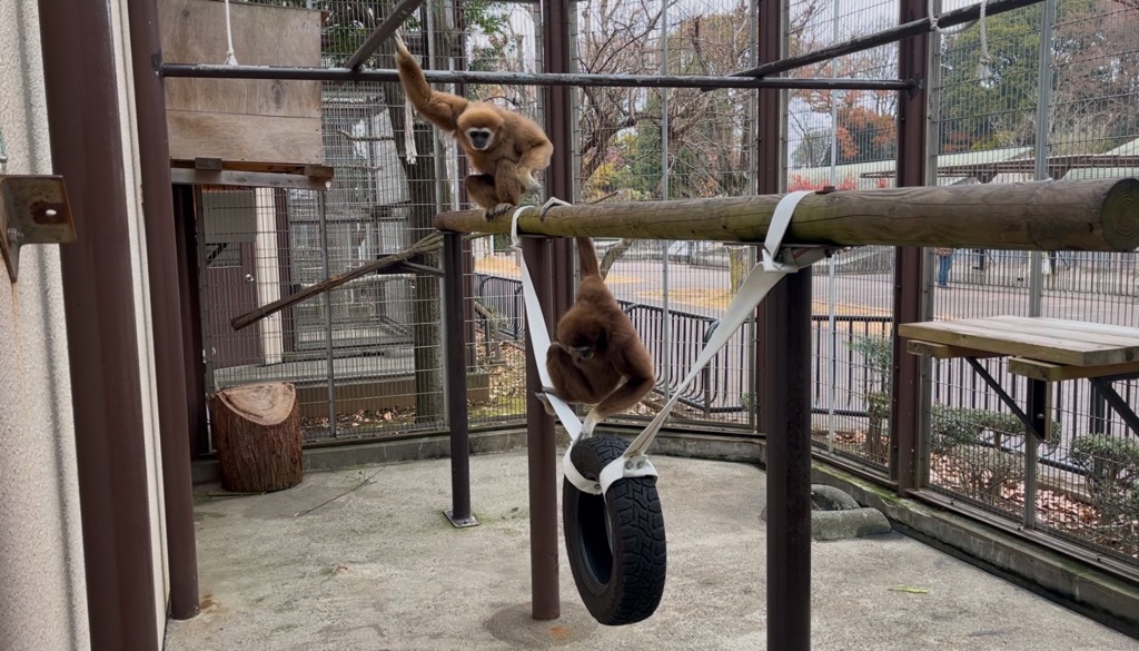 画像：タイヤに乗っておやつを探しているシロテテナガザルのアイの画像