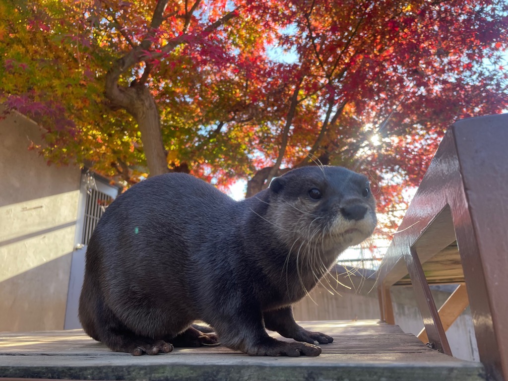 写真:紅葉とコツメカワウソ