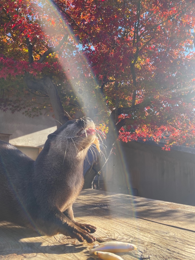 写真:ワカサギをたべるコツメカワウソ