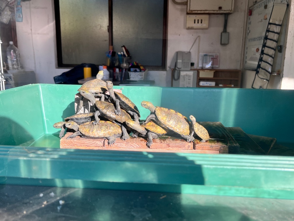 飼育日誌（12月16日～12月30日）ニホンイシガメの画像1