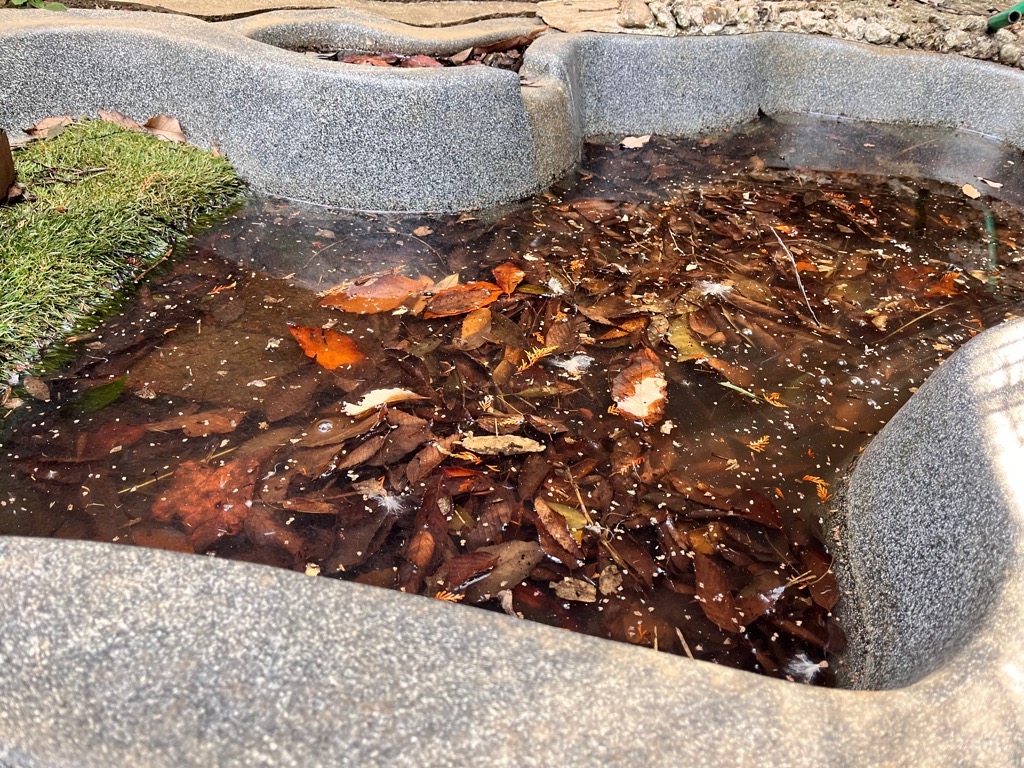 飼育日誌（12月16日～12月30日）ニホンイシガメの画像2